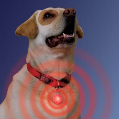 Terrain D.O.G. Sicherheitslicht Für Halsband – Bewegungsaktiviert, Wasserdicht, Ohne Batterien (blau)